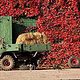 Unimog, Merceds Benz