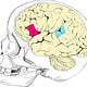 Schädel Sprachverarbeitung