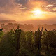 Weinberge am Disibodenberg