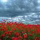 Mohn und Gewitter