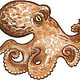 oktopus