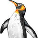 pinguin