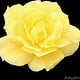 Yellow Rose