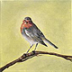Rotkehlchen in Acryl