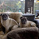 mensch und mops 2