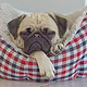 mensch und mops 6