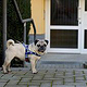 mensch und mops 10