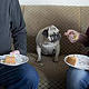 mensch und mops