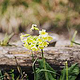 Jochberg – Walchensee – Bayrische Voralpen – Frühling – Fotografie Wanderung