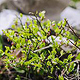 Jochberg – Walchensee – Bayrische Voralpen – Frühling – Fotografie Wanderung 30