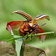 Käfer M 01 Ulrich Dehler