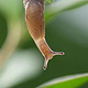 Schnecke M 01 Ulrich Dehler