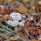 Pilze 7 Ulrich Dehler