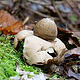 Pilze 4 Ulrich Dehler