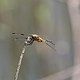 Libelle 02 Ulrich Dehler