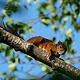 Eichhörnchen 01 Ulrich Dehler