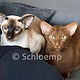 Katzen