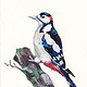 Buntspecht in Acryl (10,5 × 14,8 cm)