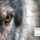 Wolf Conservation: Andrea Vella’s Insights