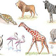 Workshop Drawing Animals