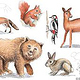 Workshop Drawing Animals