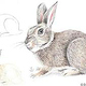 Drawing step-by-step