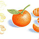 Drawing step-by-step