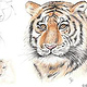 Workshop Animal Portrait