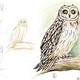 Drawing step-by-step