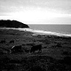 CATTLE BY THE SEA