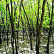 HIDDEN GROVE