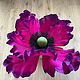 Mohn