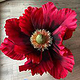 Mohn