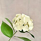 Hortensie aus Papier Tonzeichenpapier
