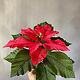 Weihnachtsstern