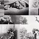 Royal-Canin-Banner