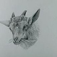 Drawing a Goat 