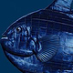Solar fish Illustration