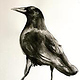 Crow.