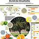 Ganzseitige Grafik zum Thema Zitrusfrüchte