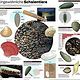 Wissenswertes zu Muscheln – eineinhalbseitige Zeitungsgrafik