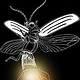 Firefly