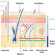 Epidermis Schichten