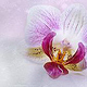 Orchidee