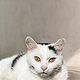 IrenaDesign −55
