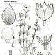 Wissenschaftliche Illustration