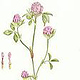 Botanische Kunst