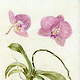 Phalaenopsis Vellum