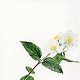 Botanical Ill 150dpi