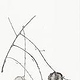 koelreuteria paniculata a4